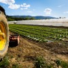 71% of farmers plan to keep it in the family